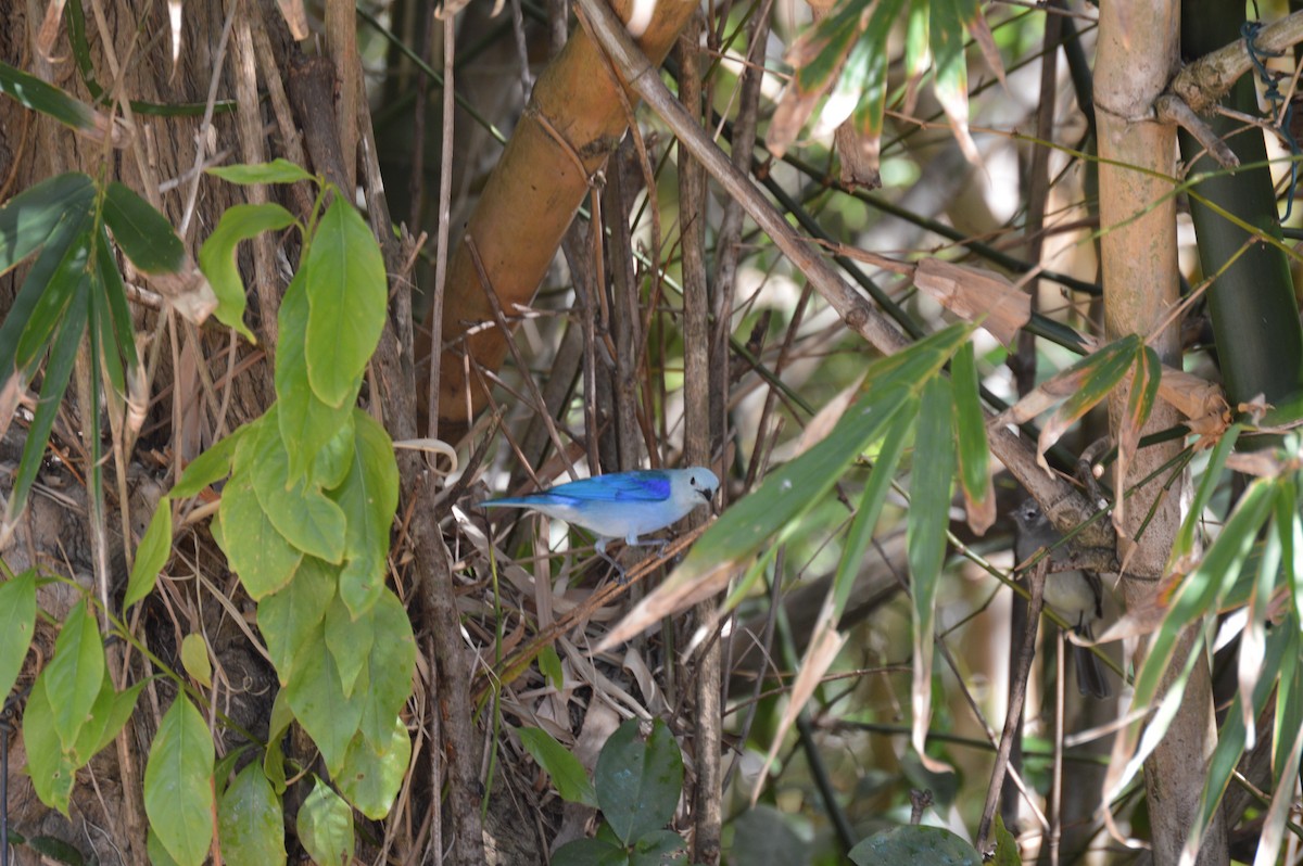 Blue-gray Tanager - ML155045621