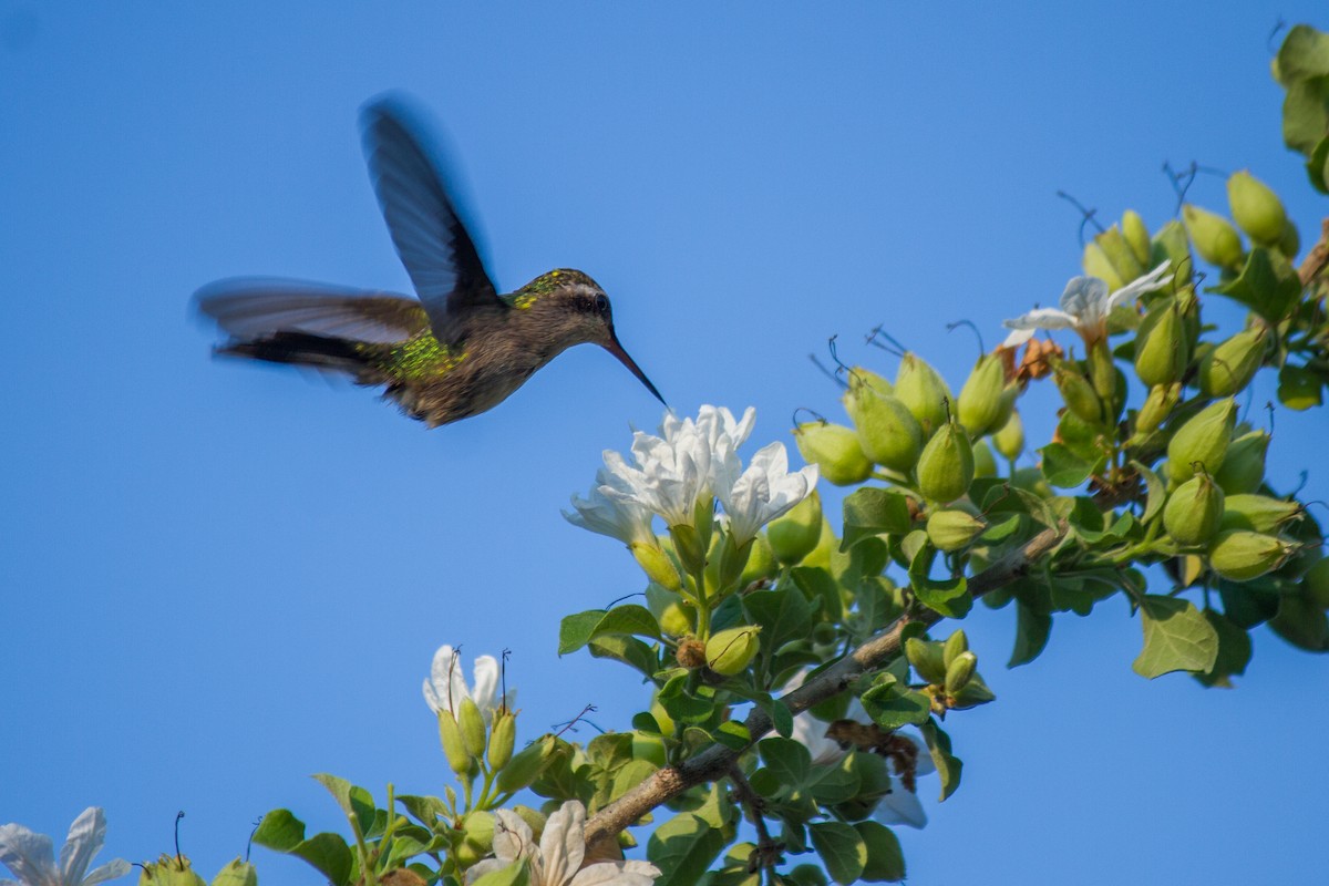 Golden-crowned Emerald - ML155045941