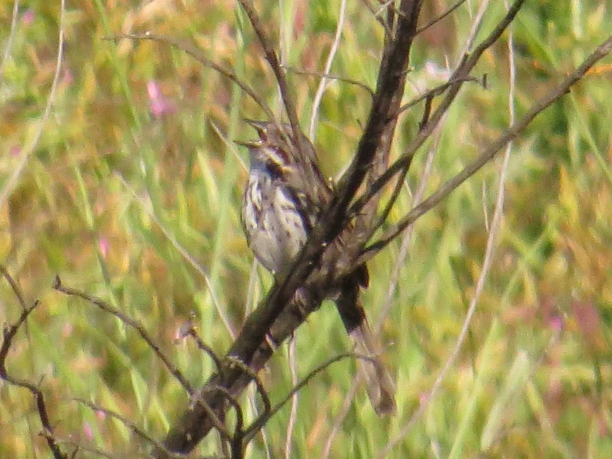 Song Sparrow - Hauns Froehlingsdorf