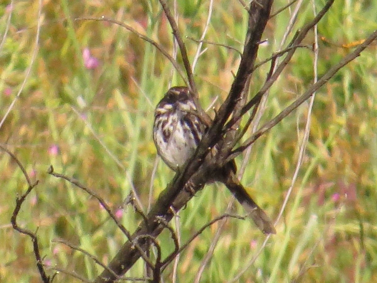 Song Sparrow - Hauns Froehlingsdorf