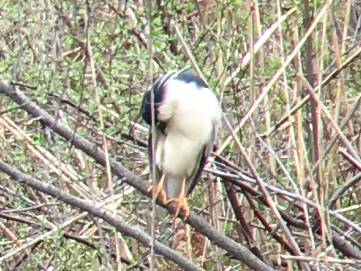 Black-crowned Night Heron - ML155048471