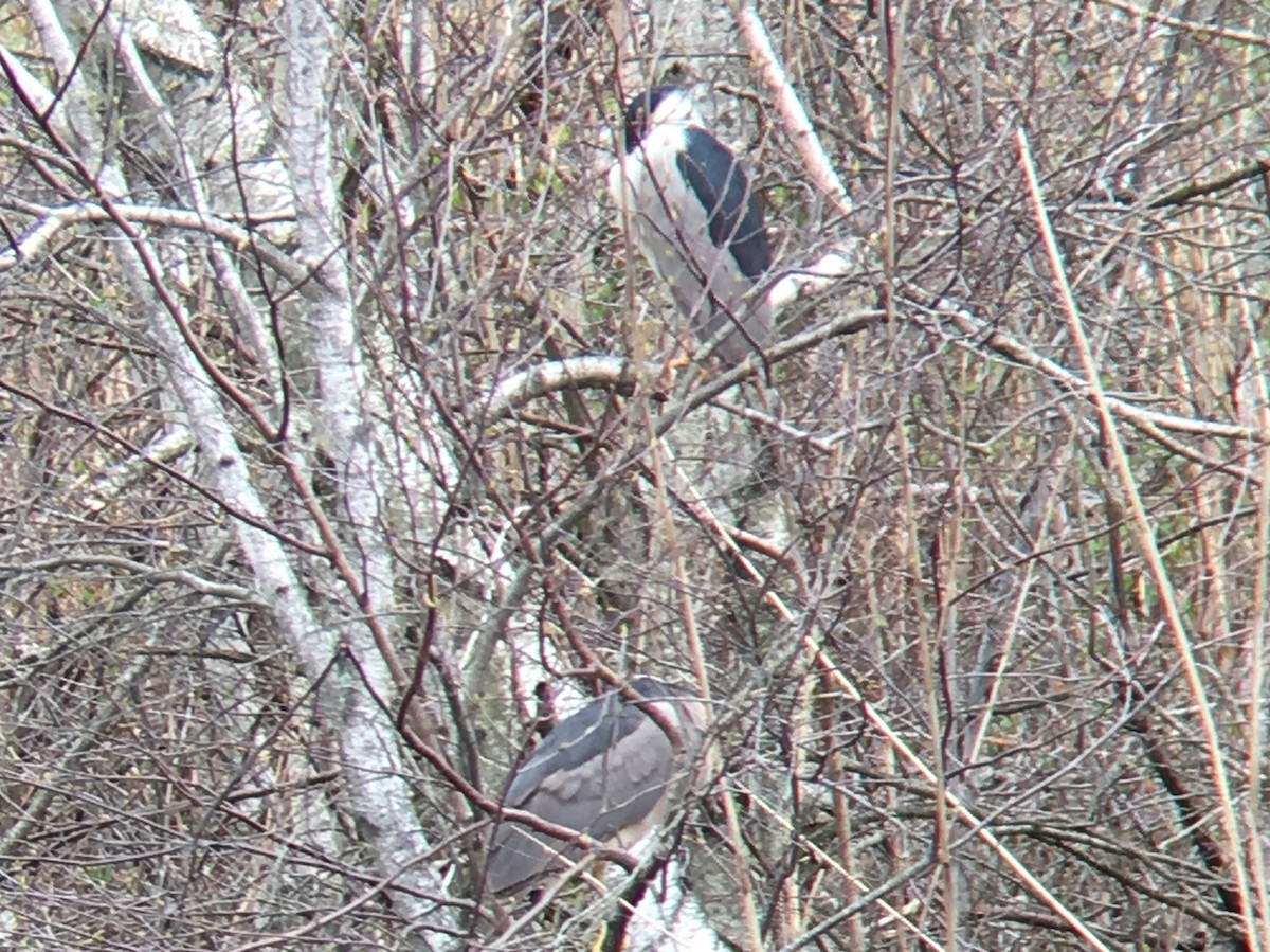 Black-crowned Night Heron - ML155048541