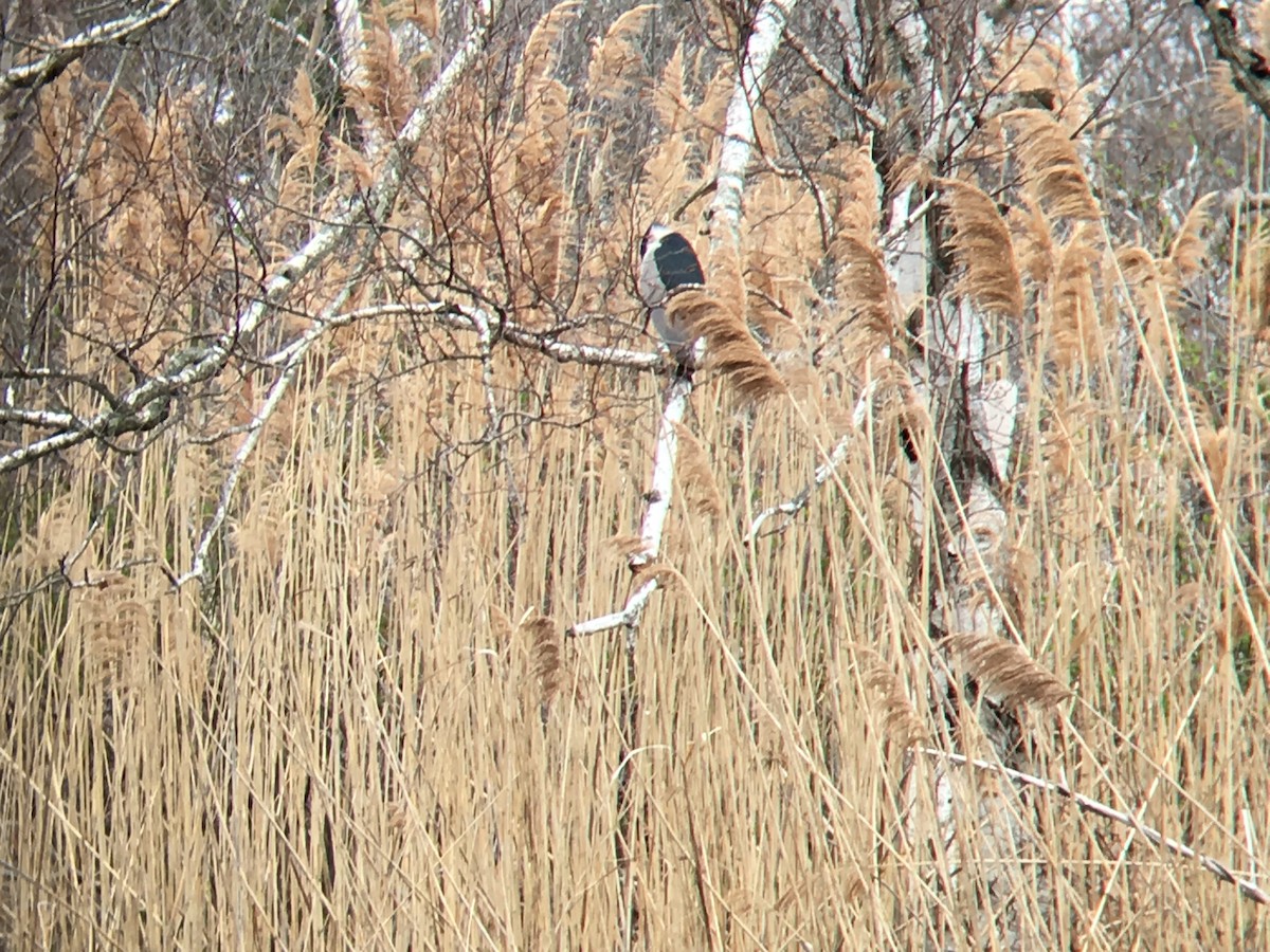 Black-crowned Night Heron - ML155048561