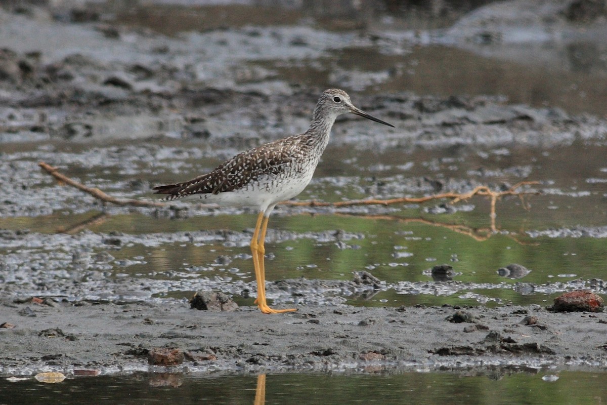 Greater Yellowlegs - ML155051551