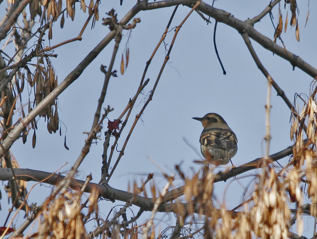 Varied Thrush - ML155051691