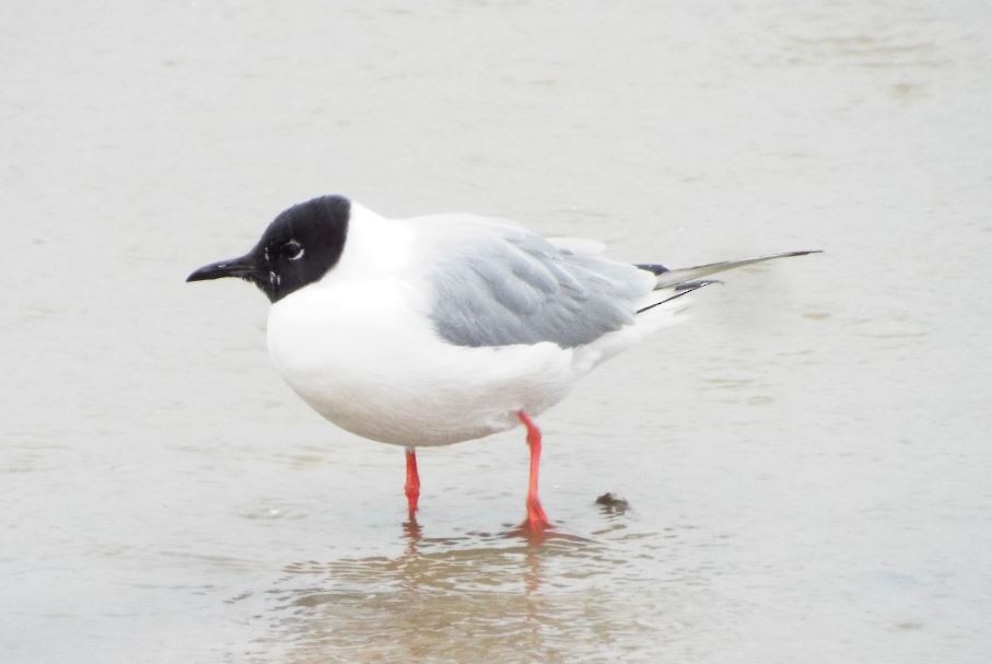 Bonaparte's Gull - ML155051901