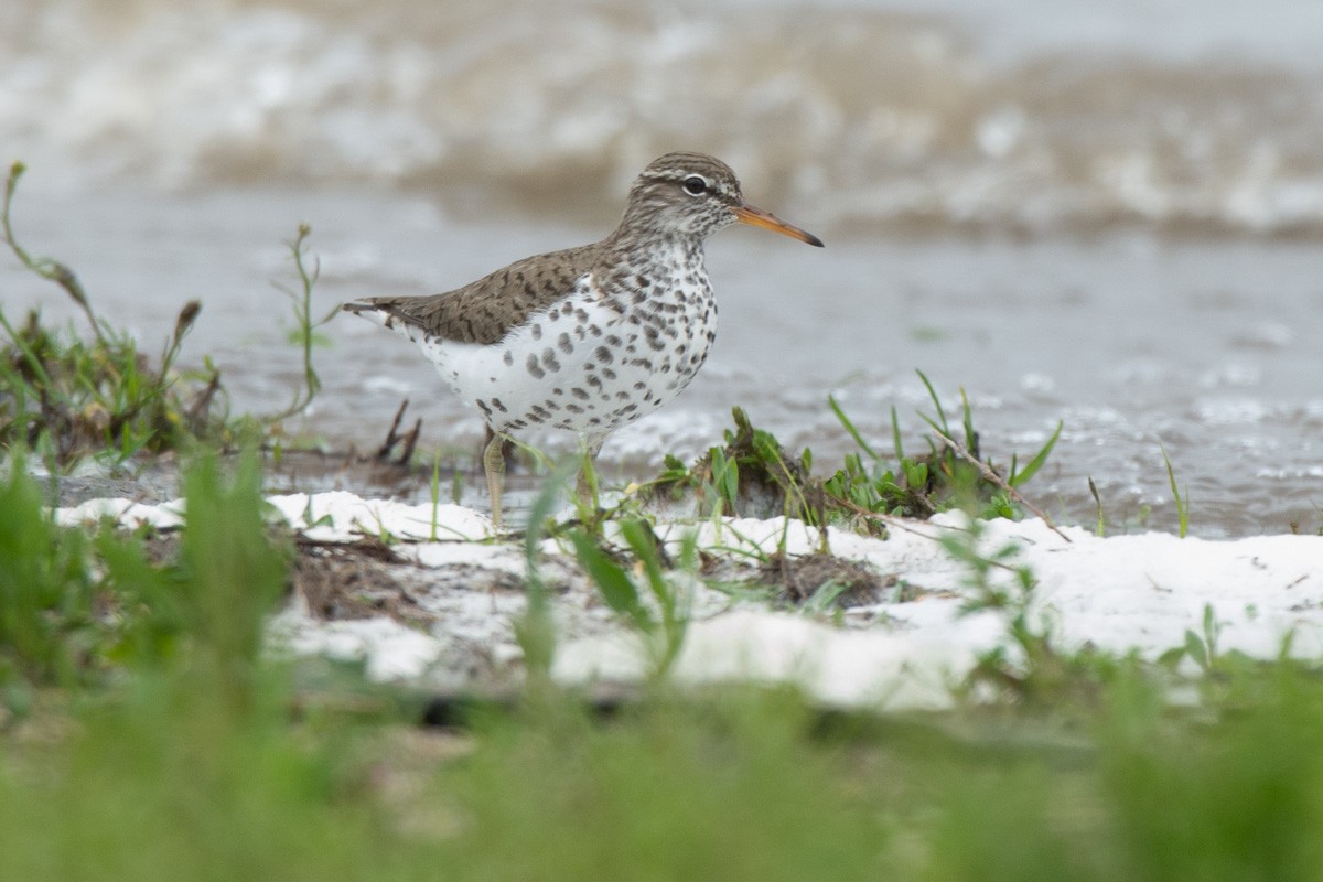 Spotted Sandpiper - ML155055381