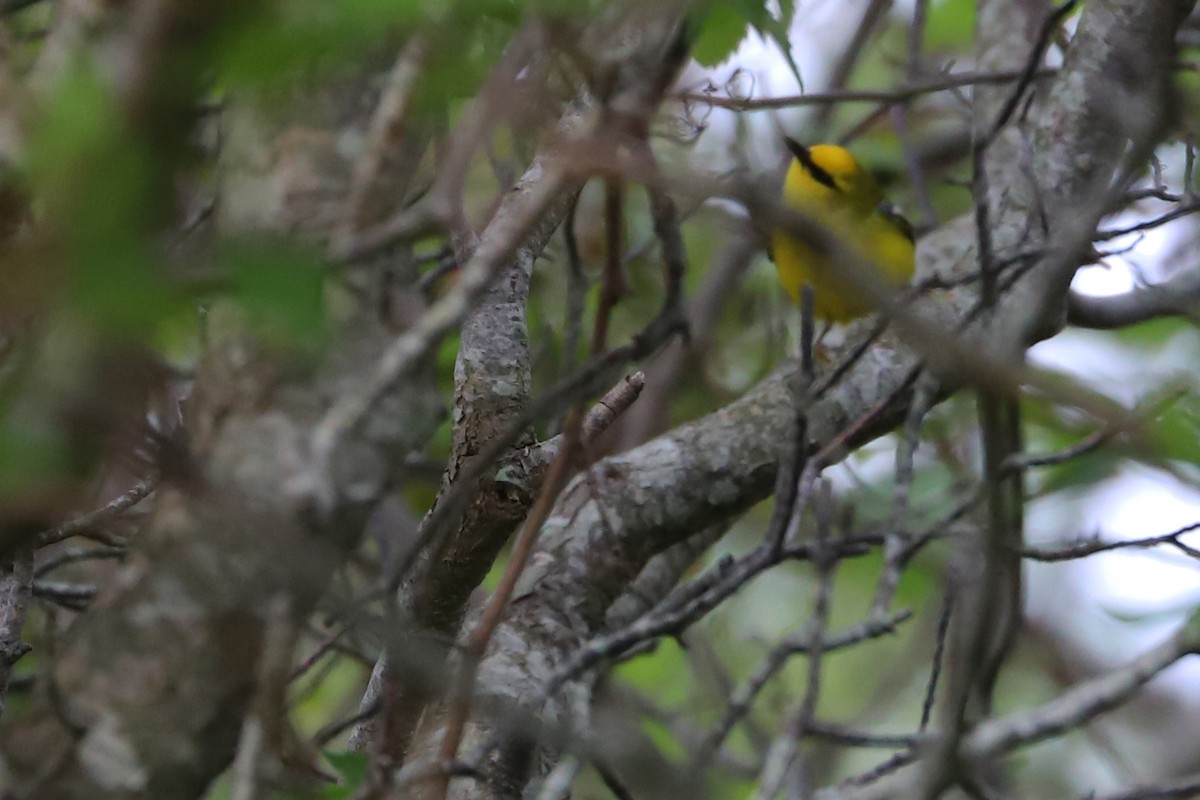 Blue-winged Warbler - Rob Bielawski