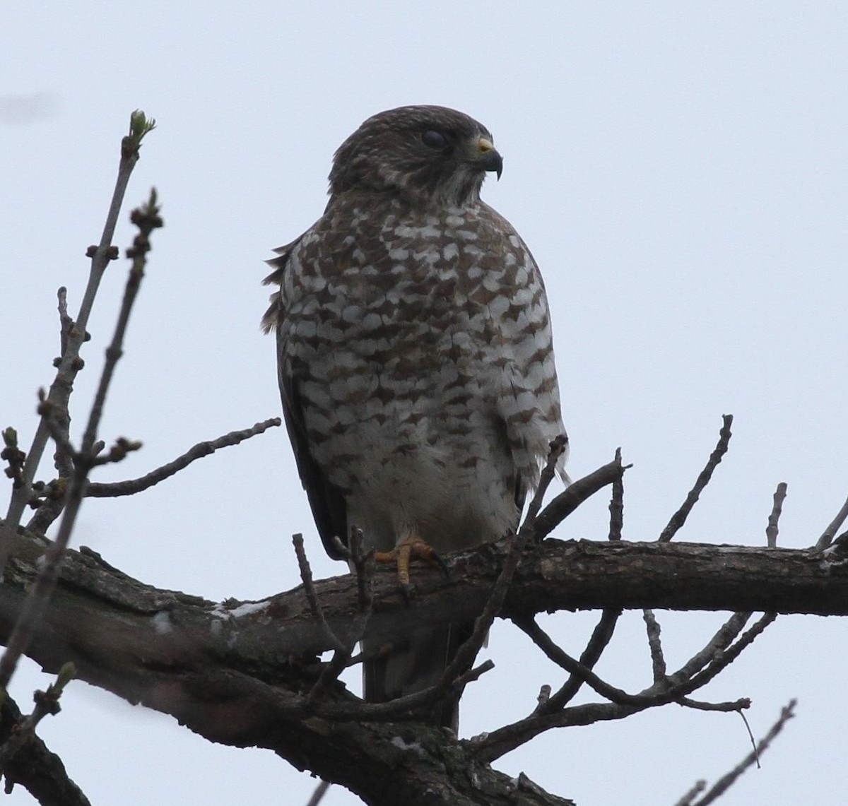 Ширококрылый канюк - ML155056281