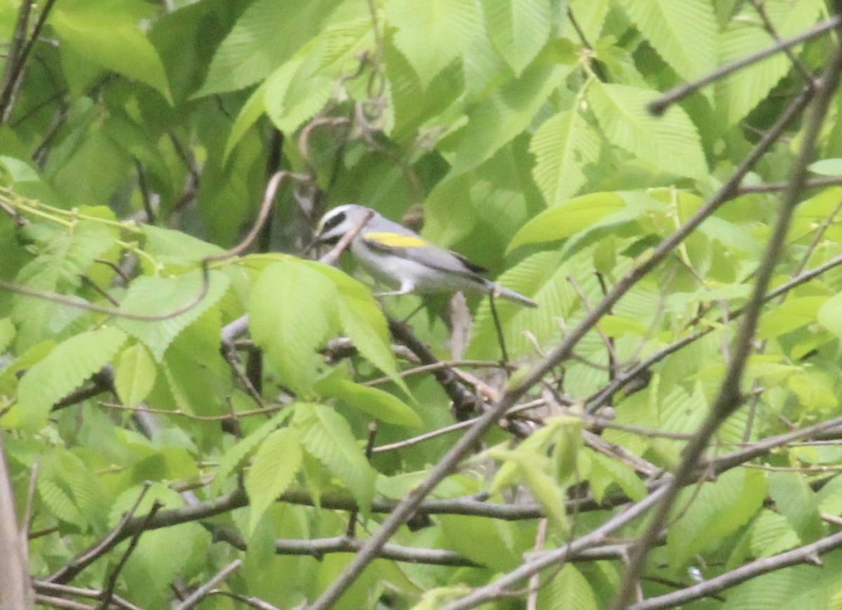 gullvingeparula - ML155056661