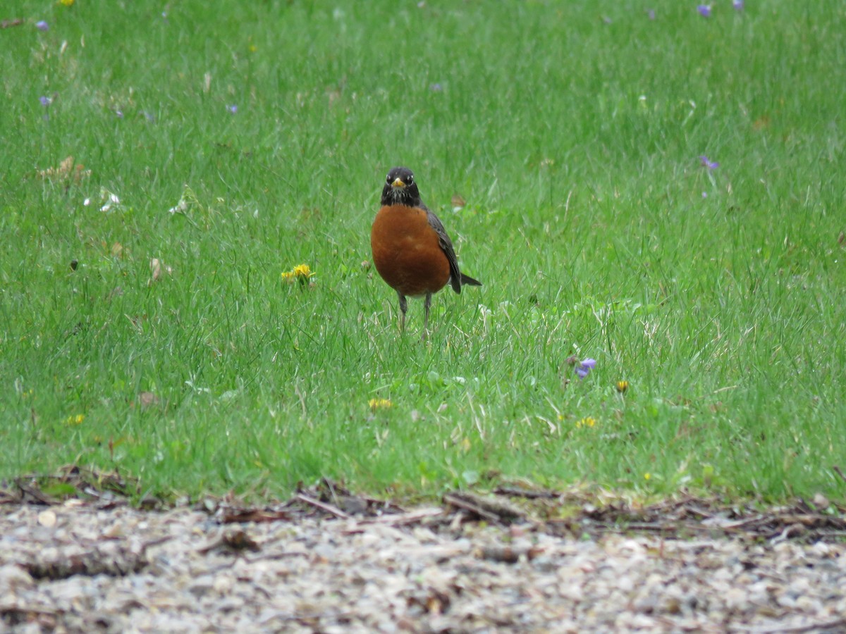 American Robin - ML155057301
