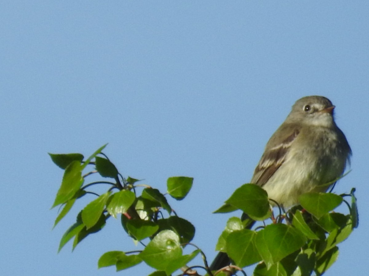 Hammond's/Dusky Flycatcher - ML155058481