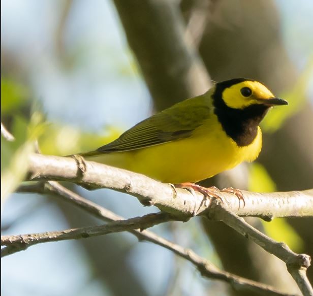 Hooded Warbler - ML155058691