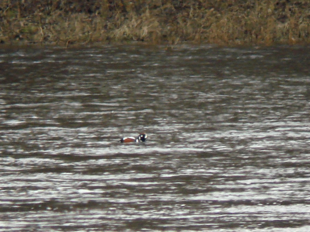 Harlequin Duck - ML155062401