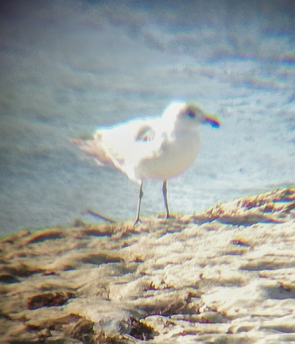 Ring-billed Gull - Alson Ovando