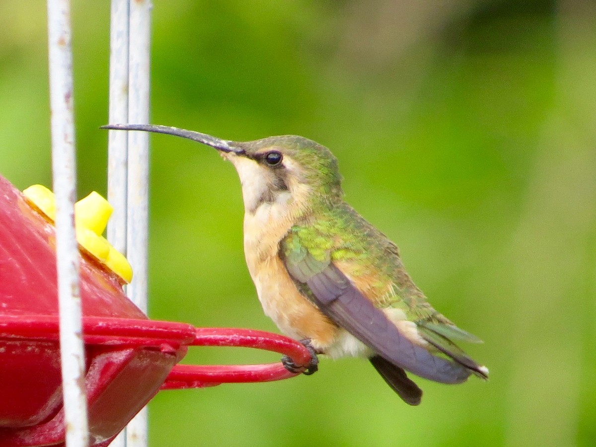 Lucifer Hummingbird - ML155063201