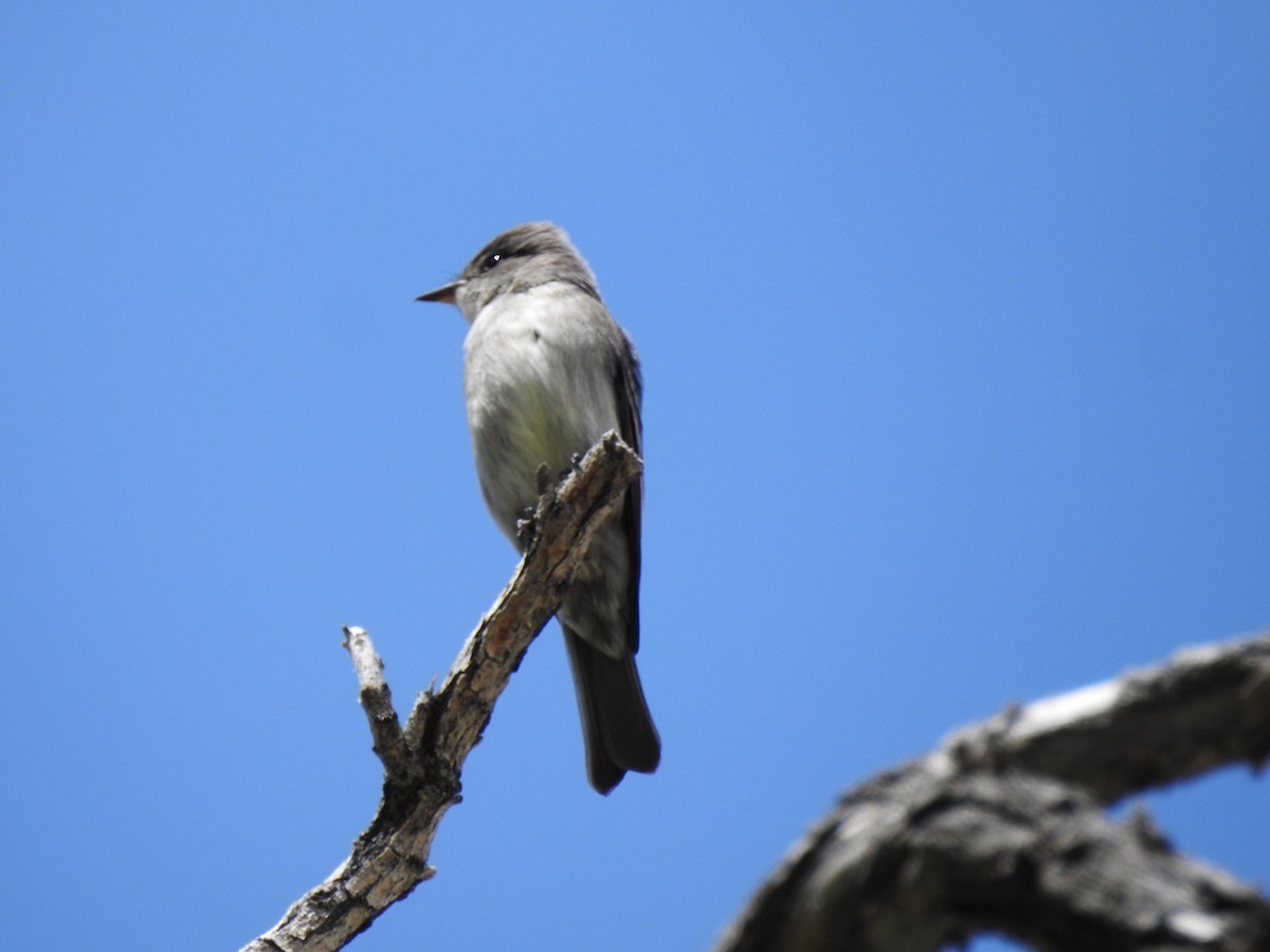 Western Wood-Pewee - Adam Otten