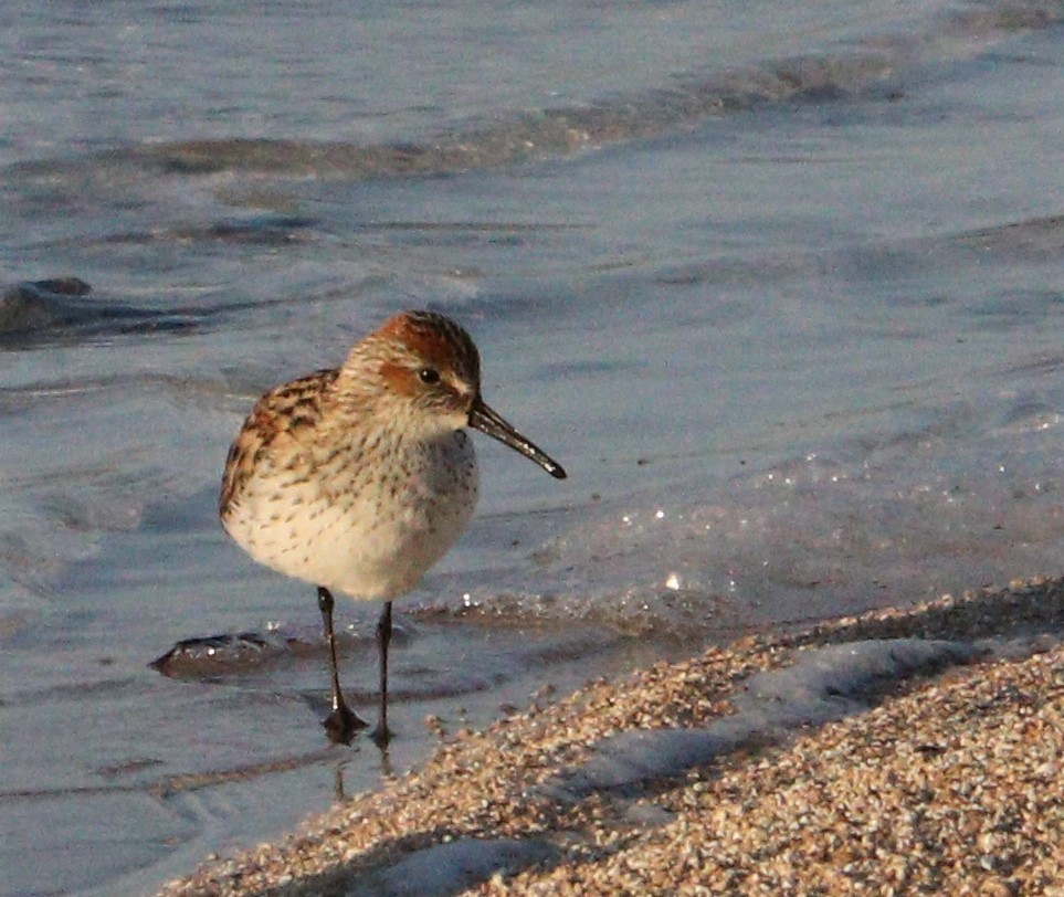 Western Sandpiper - ML155065121