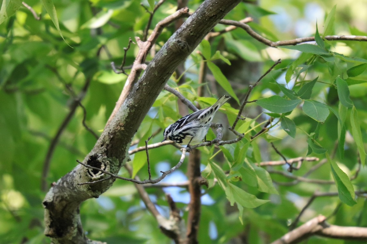 Black-and-white Warbler - ML155066621