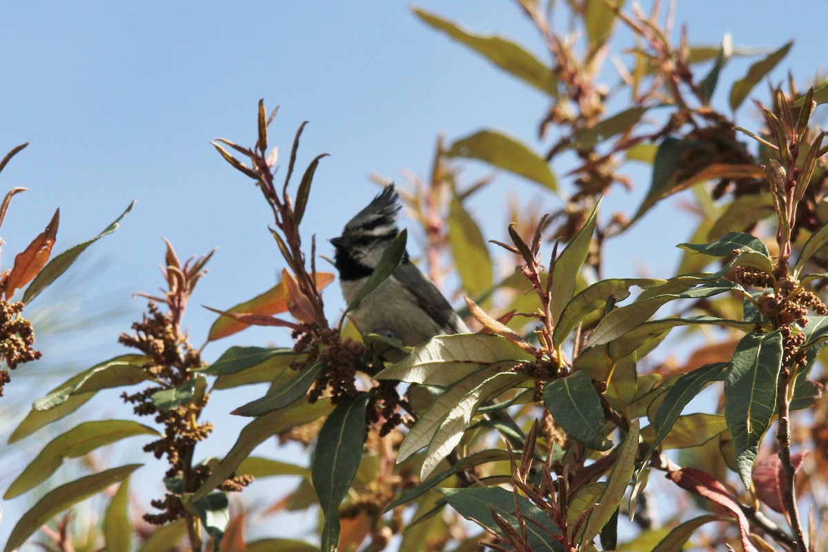 Bridled Titmouse - ML155067011