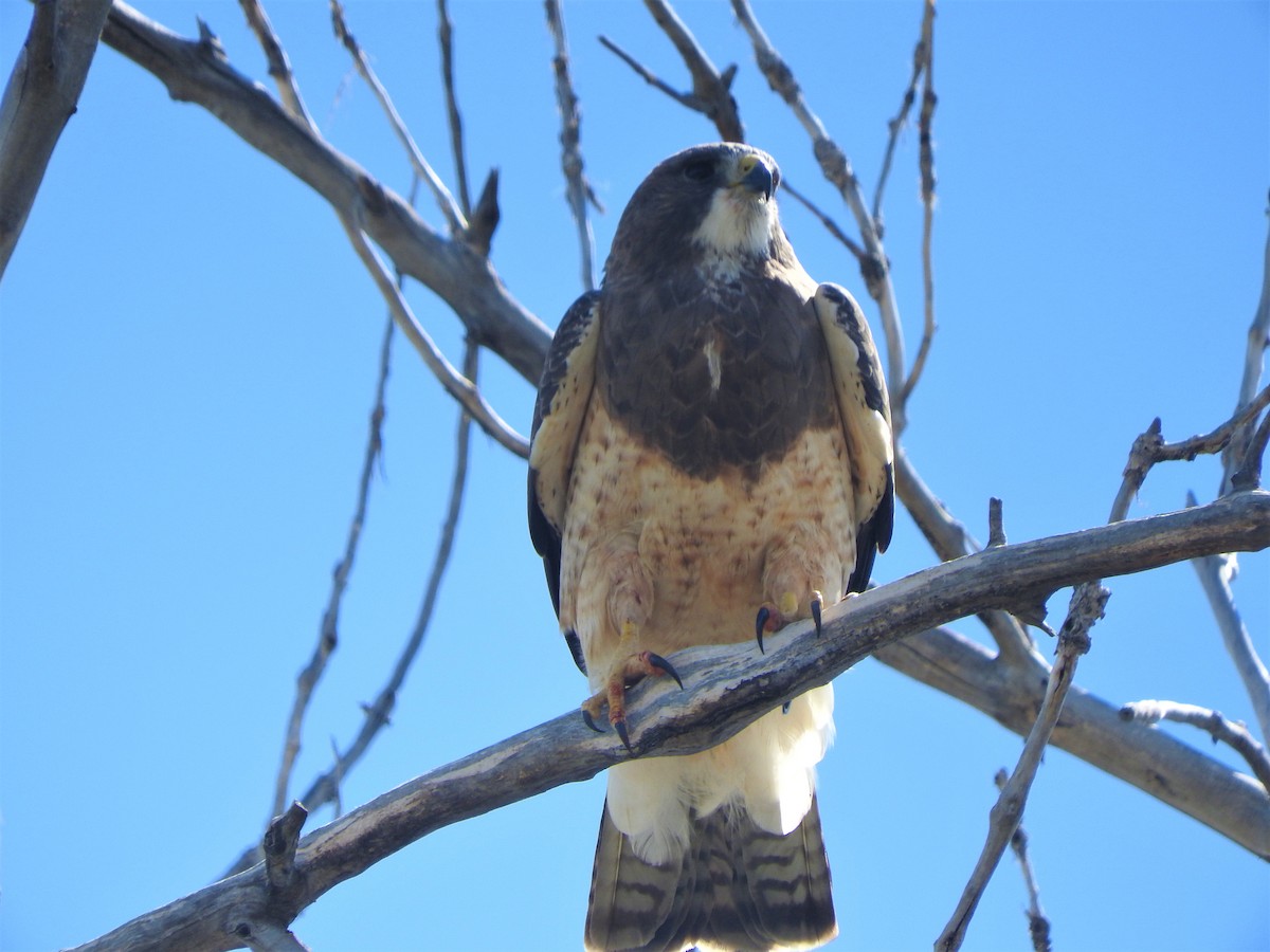 Swainson's Hawk - ML155067111