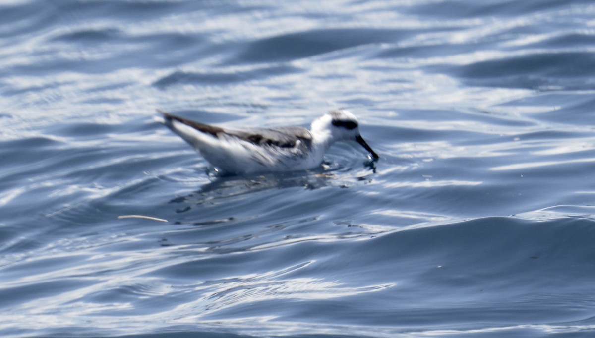 Red-necked Phalarope - ML155067511