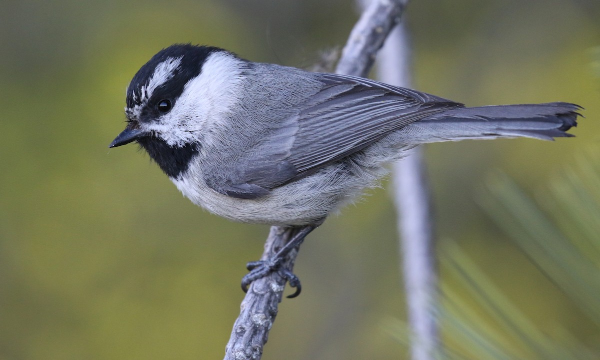 Mountain Chickadee - Michael Woodruff