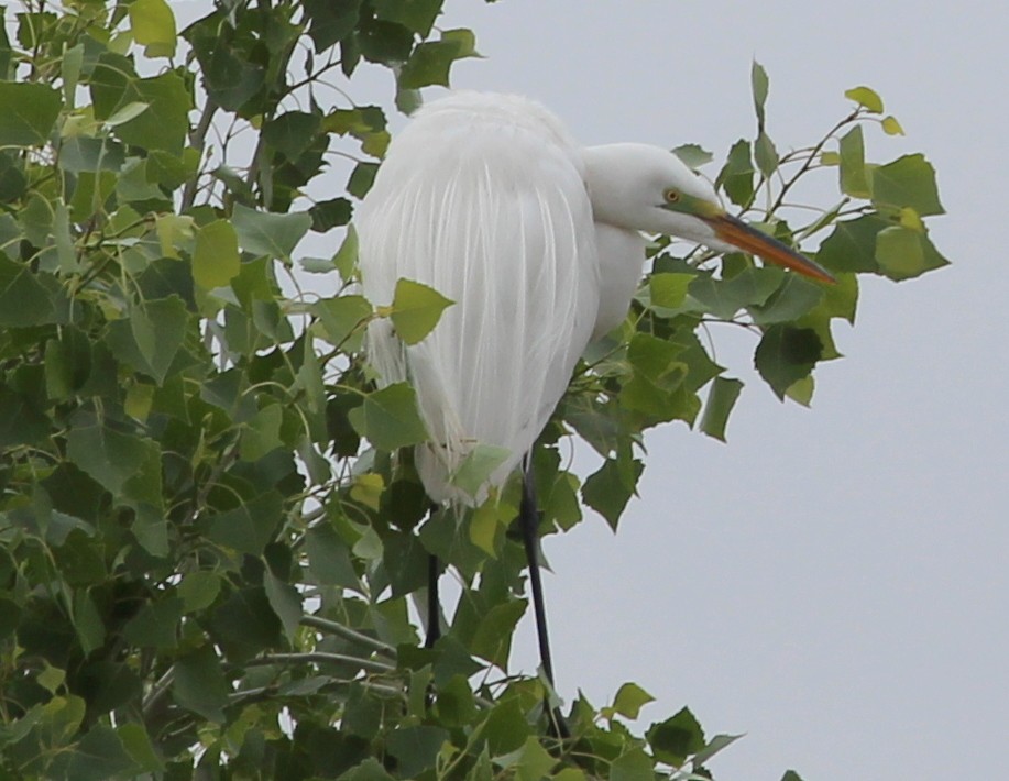 Great Egret - ML155069801