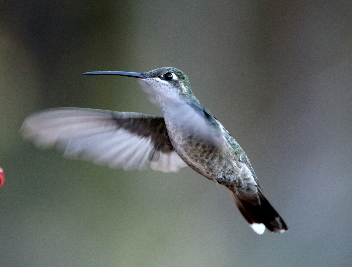 Rivoli's Hummingbird - John Drummond