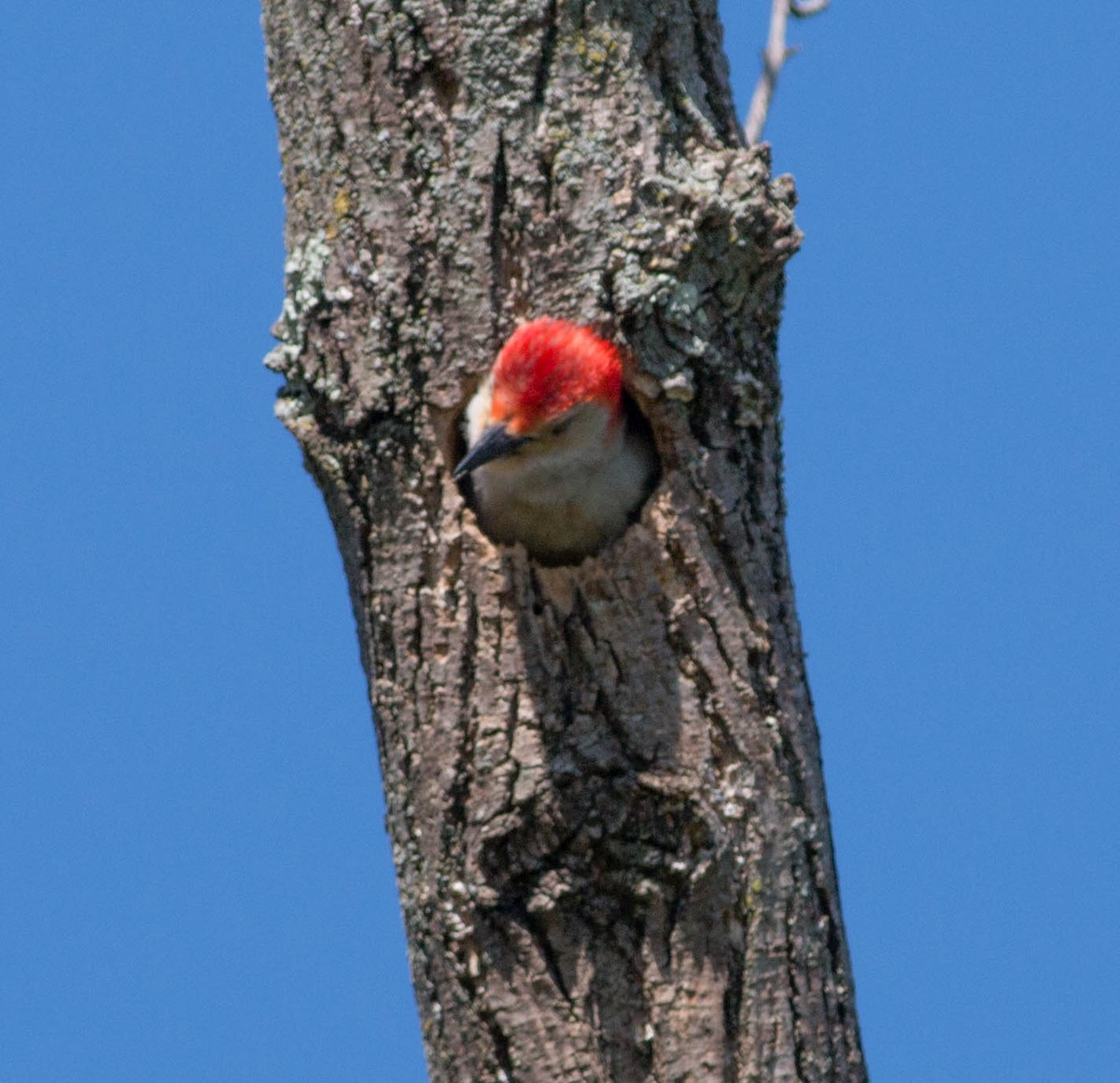 Red-bellied Woodpecker - ML155072311