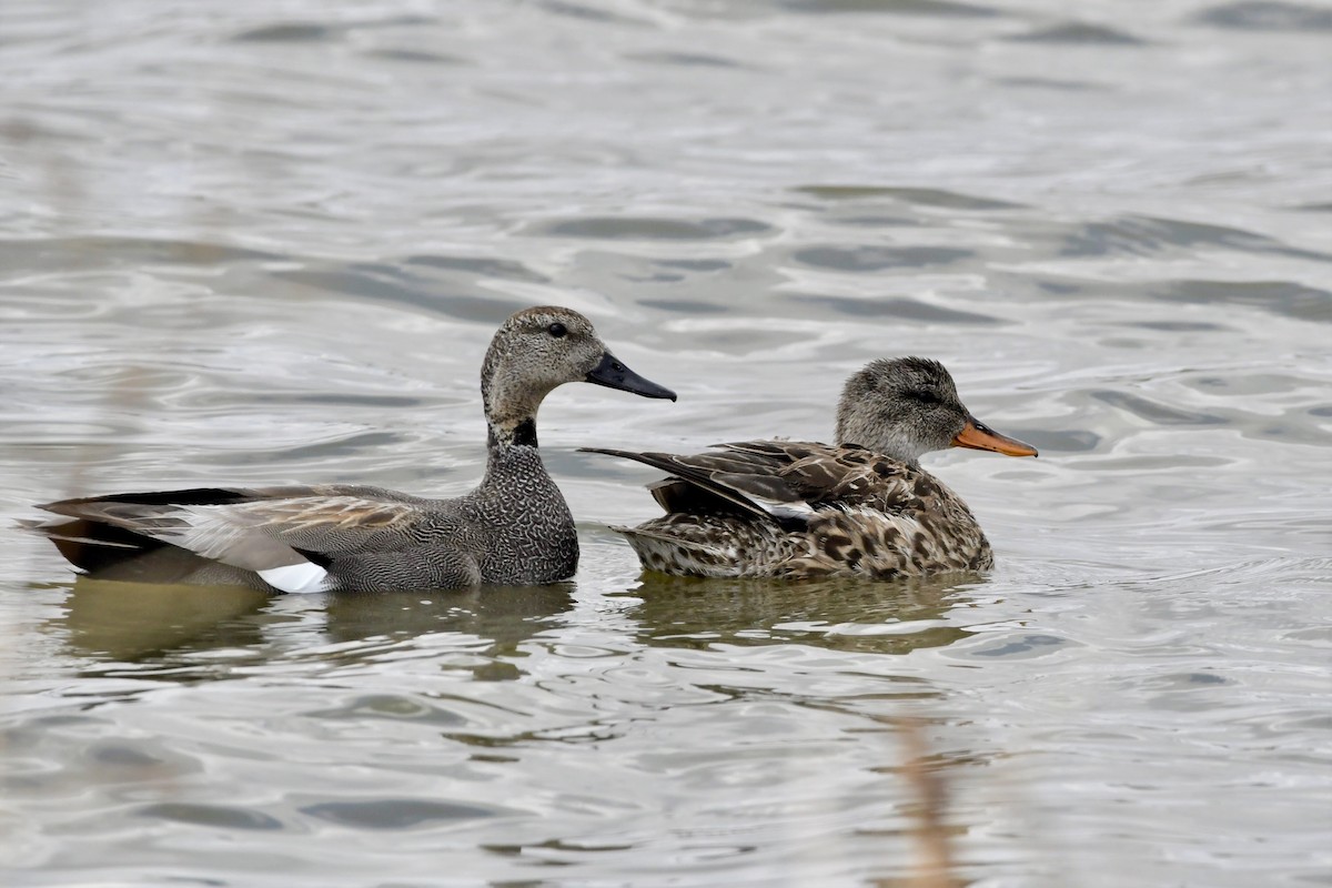 Gadwall - ML155072811