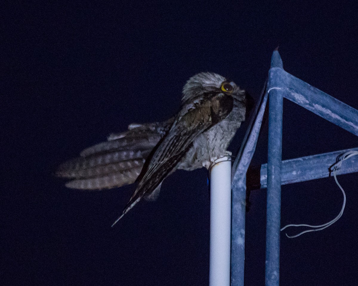 Northern Potoo - ML155073781