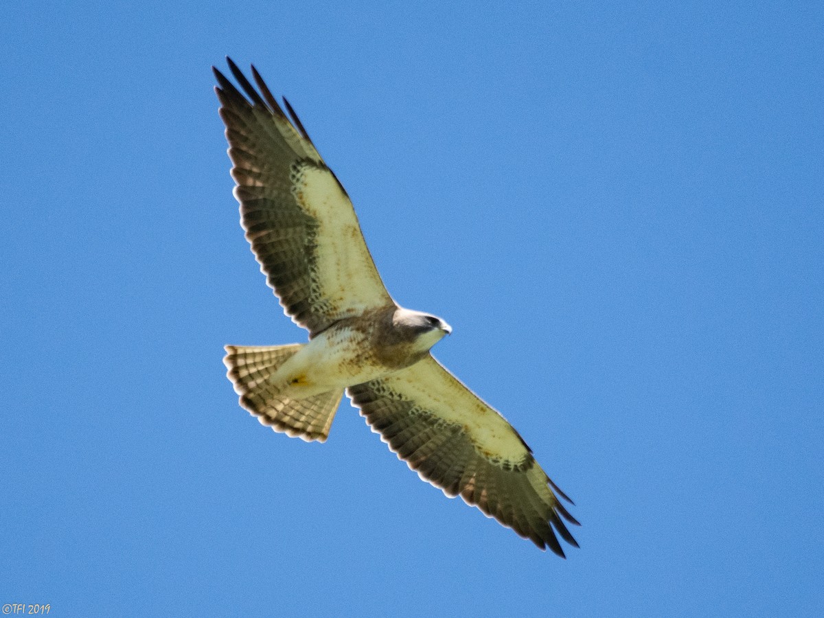 Swainson's Hawk - ML155075451