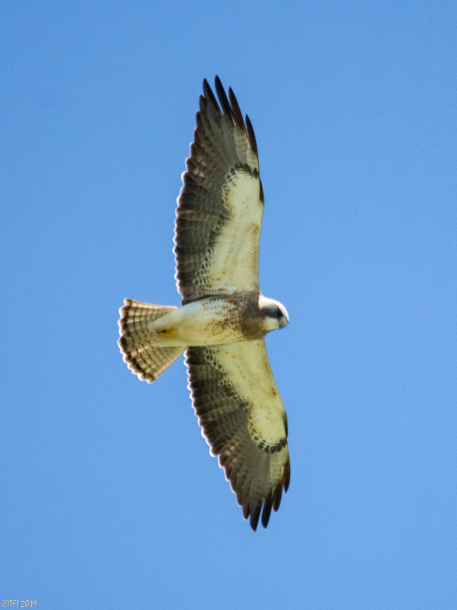 Swainson's Hawk - ML155075471