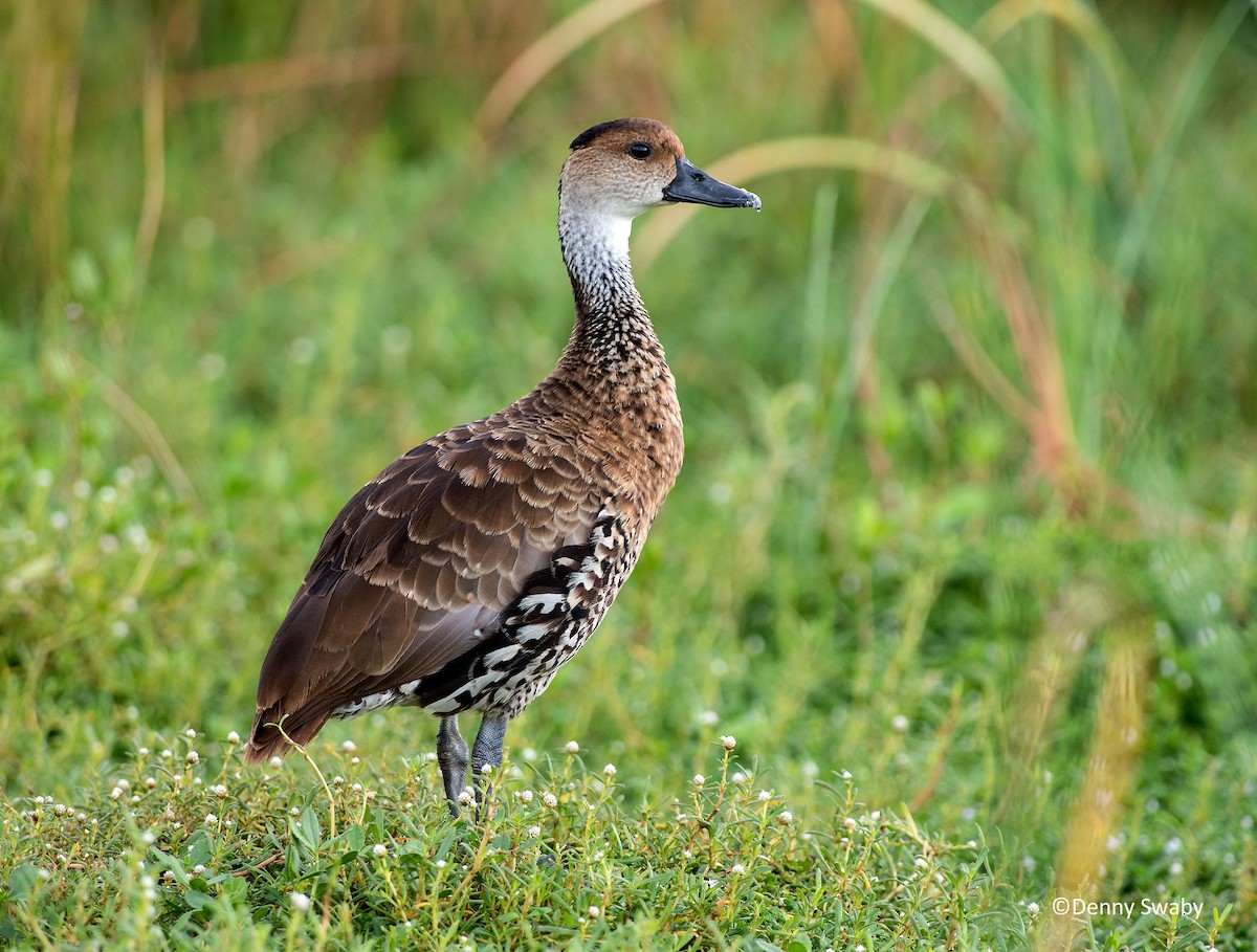 West Indian Whistling-Duck - Denny Swaby