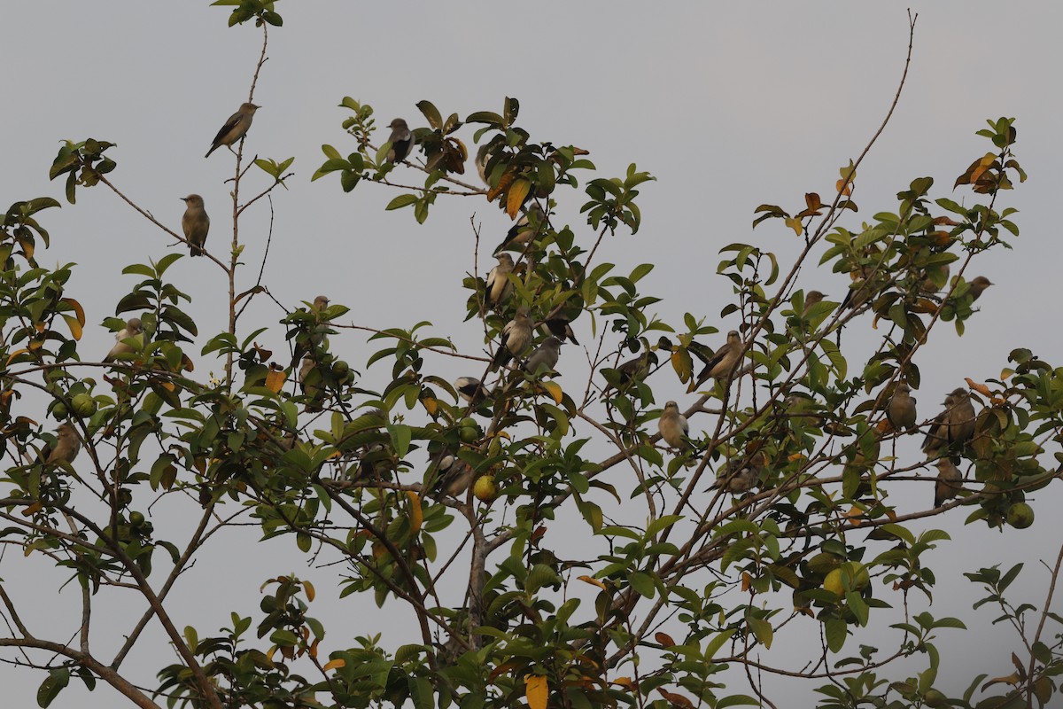 White-shouldered Starling - ML155079071