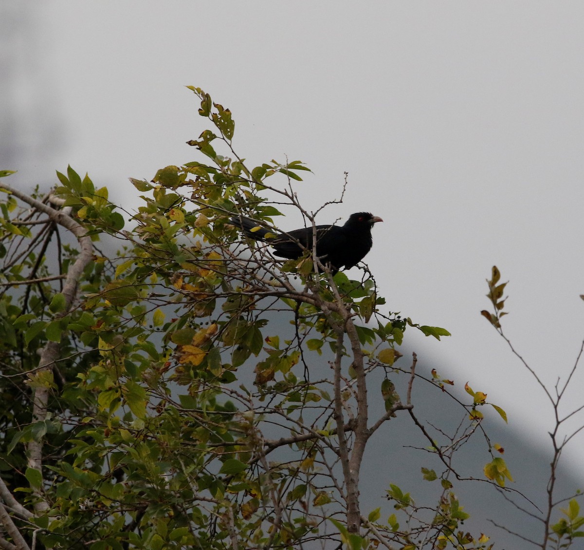 grønnebbkoel - ML155080851