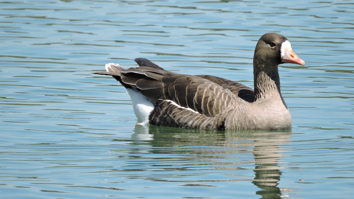 Greater White-fronted Goose - Geoffrey Helmbold