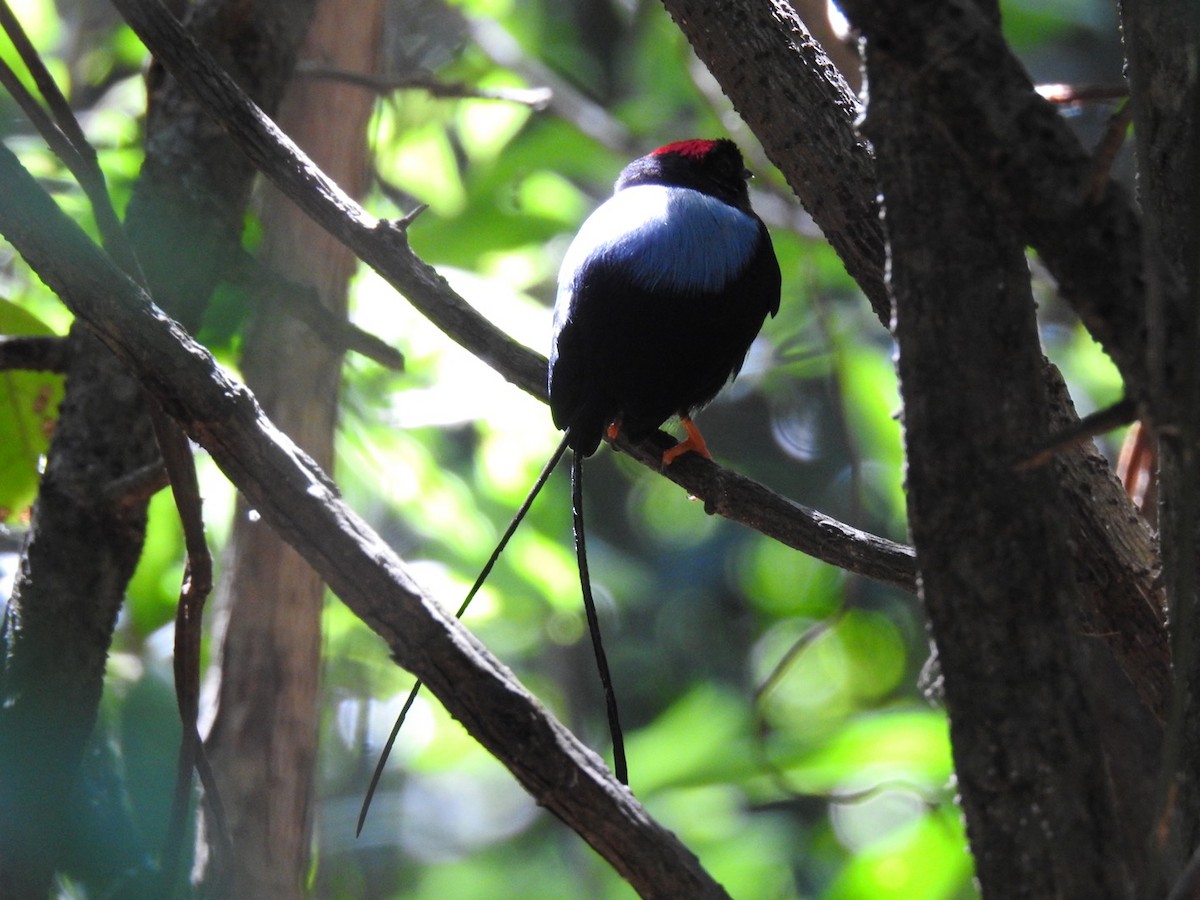 Long-tailed Manakin - ML155084121