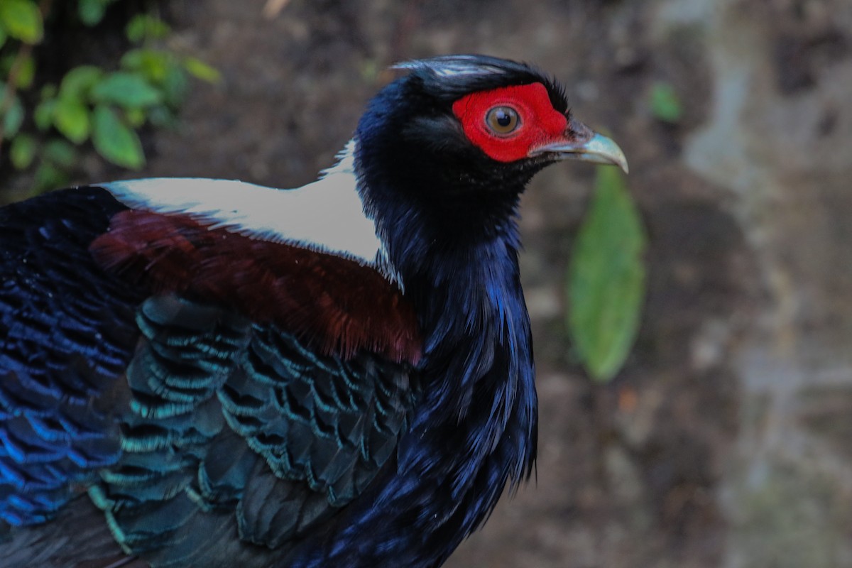 Swinhoe's Pheasant - ML155084901