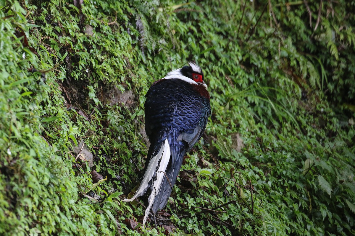 Swinhoe's Pheasant - ML155084921