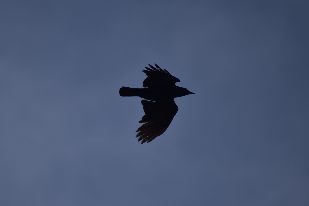 American Crow - ML155086741