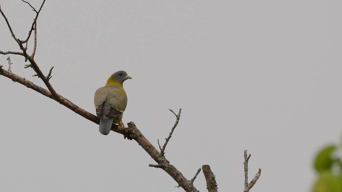 Yellow-footed Green-Pigeon - ML155086891