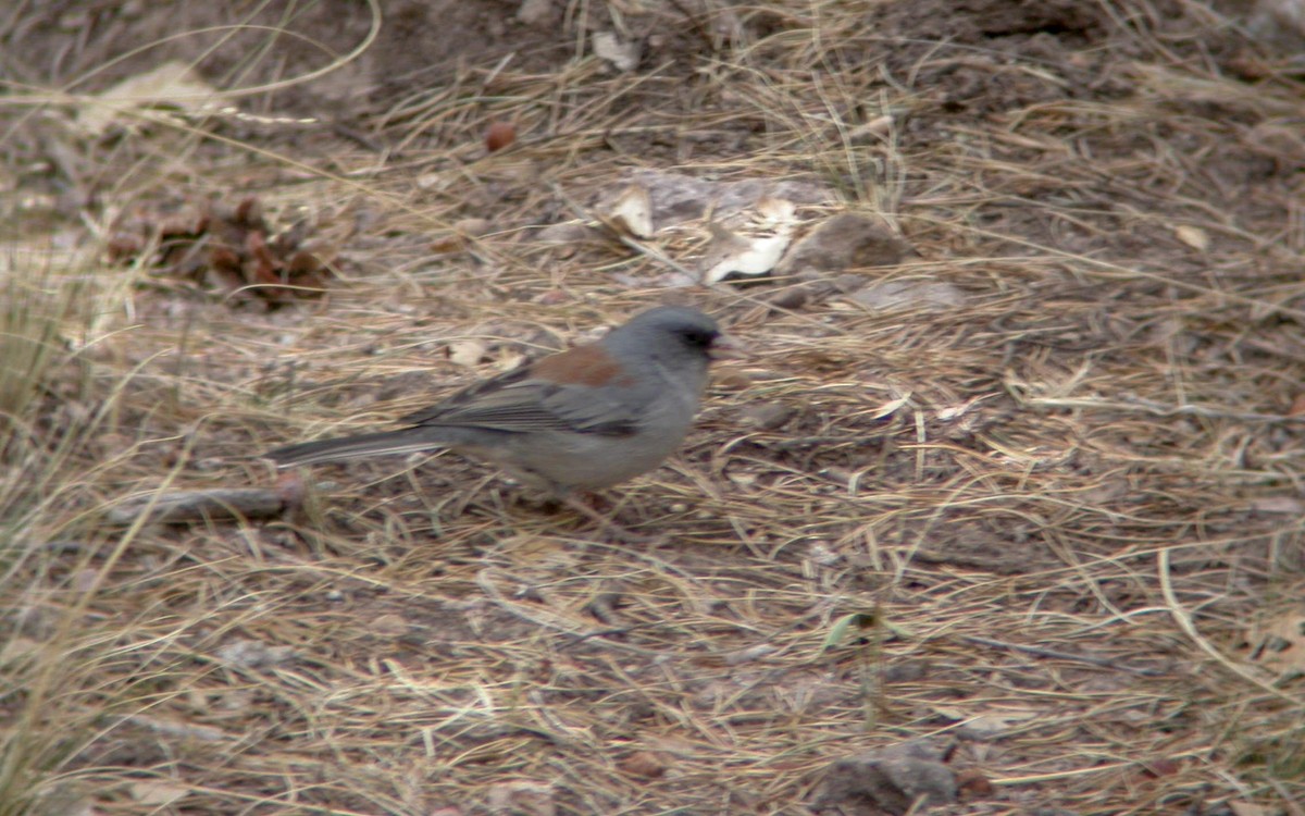 Dark-eyed Junco (Gray-headed) - ML155086901