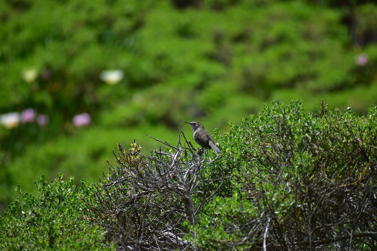 Bewick's Wren - Max Lara