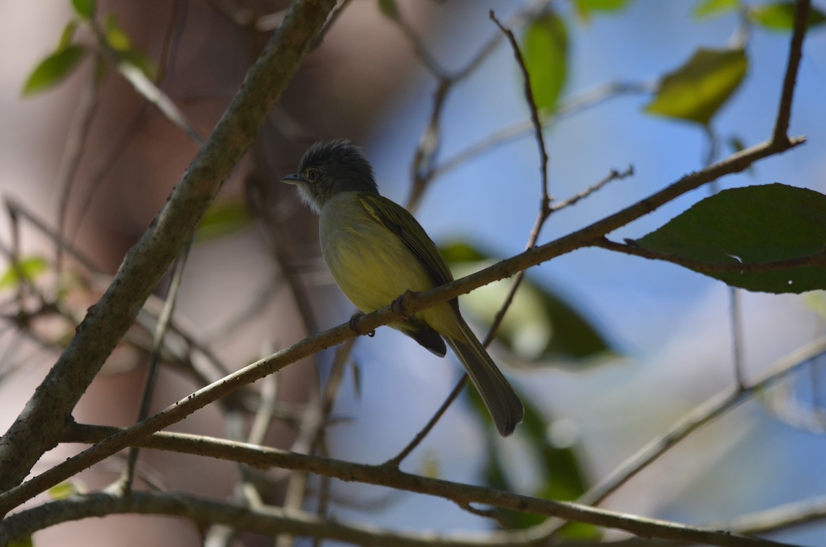 Yellow-olive Flatbill - ML155087001