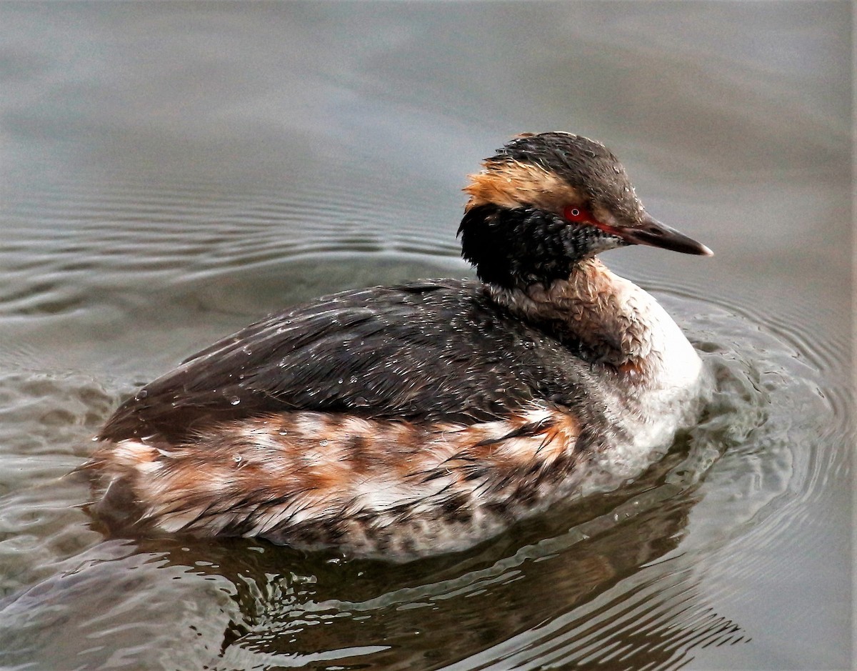 Horned Grebe - Theresa Gessing