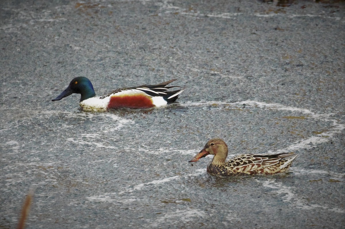 Northern Shoveler - Theresa Gessing