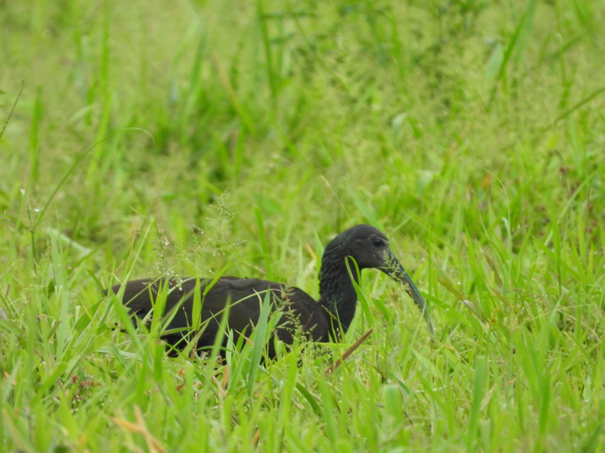 Green Ibis - Albeiro Erazo Farfán