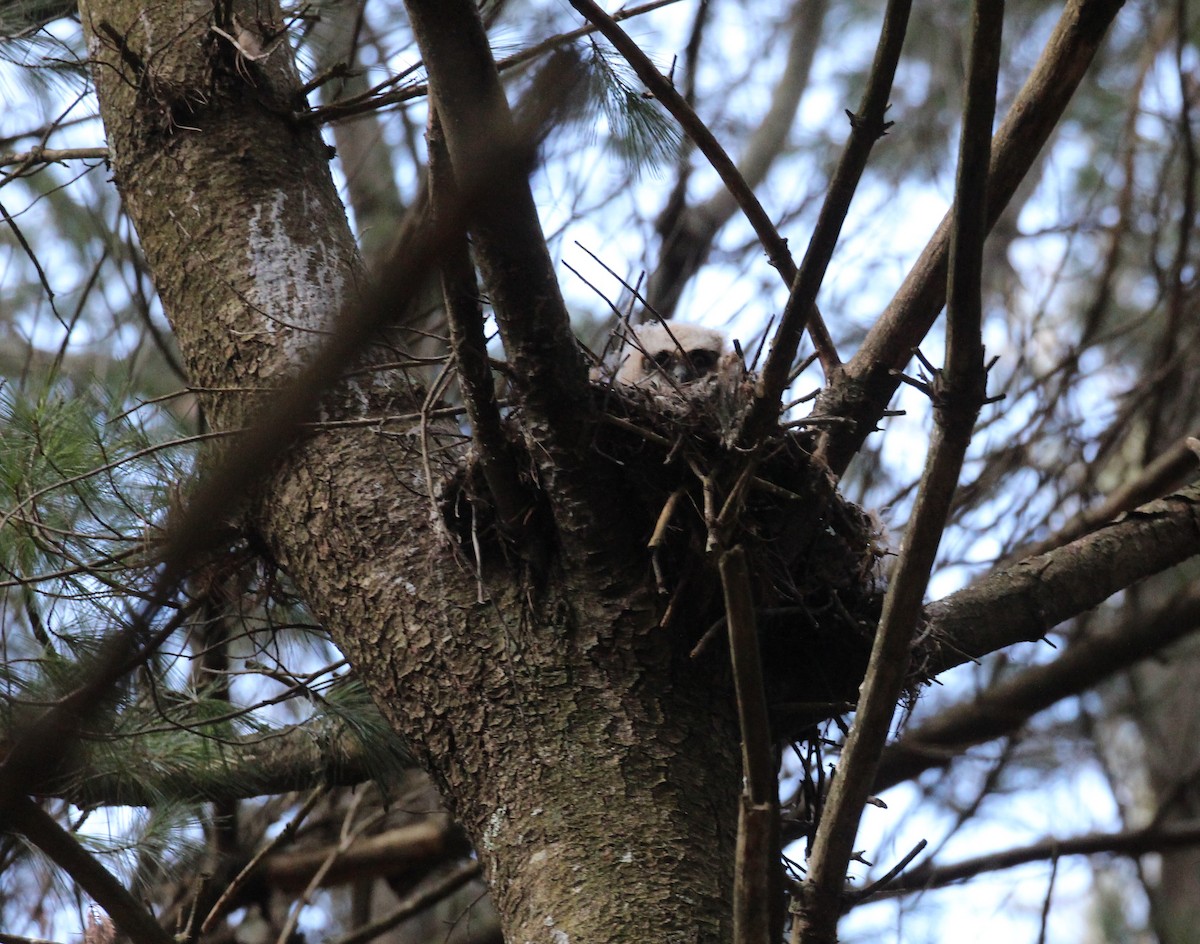 Great Horned Owl - ML155088531